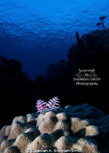"Christmas Fishes To You" - A sharpnose goby rests next t... by Susannah H. Snowden-Smith 
